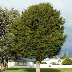 Podocarpus totara, Totara - 25Ltr/35Ltr (150/170)