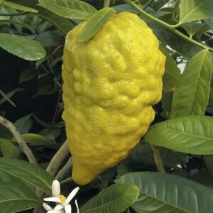 Citrus medica Etrog, Citron - 3.5Ltr