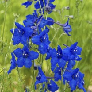 Delphinium Summer Nights - 1.2Ltr/1.5Ltr