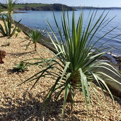 Dracaena draco, Dragon Tree - 5Ltr - Image 2