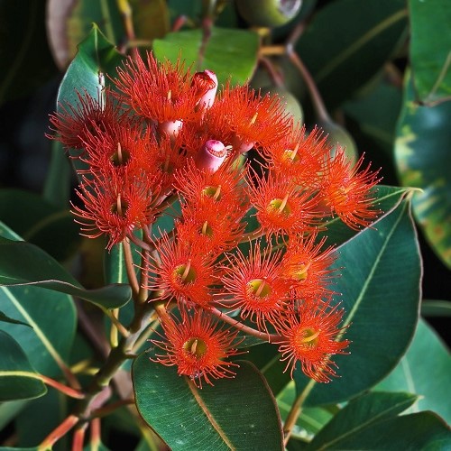 Eucalyptus ficifolia- Corymbia ficifolia, Red Flowering Gum