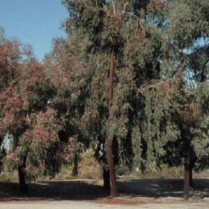 Eucalyptus sideroxylon Rosea, Red Ironbark Gum - Pot
