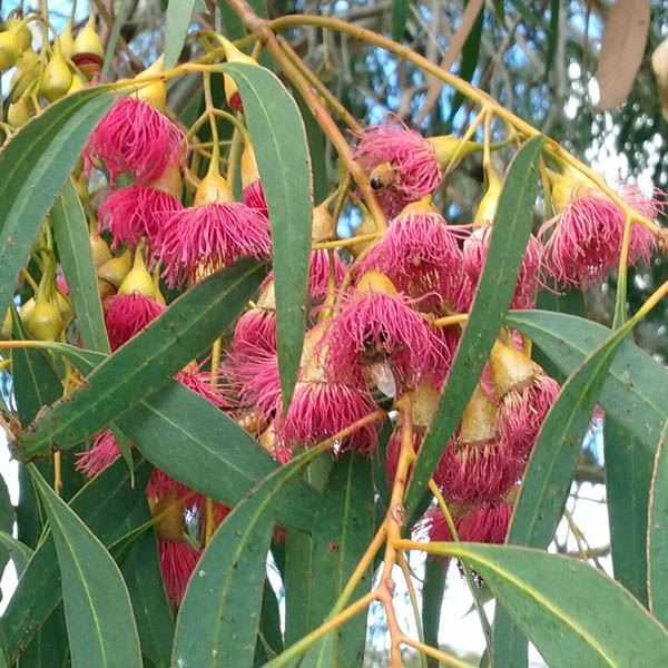 Eucalyptus sideroxylon Rosea, Red Ironbark Gum - Pot - Image 2