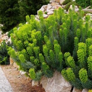 Euphorbia wulfenii, Mediterranean Spurge - 1.4Ltr