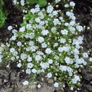 Gypsophila Gypsy White - 1.4Ltr