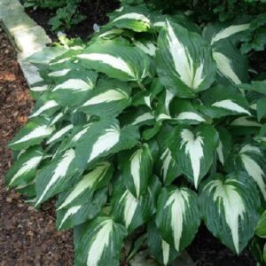 Hosta Night Before Christmas - 2Ltr