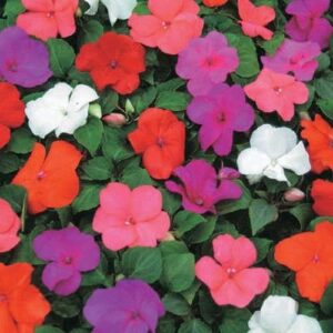 Impatiens New Guinea - 1.3Ltr
