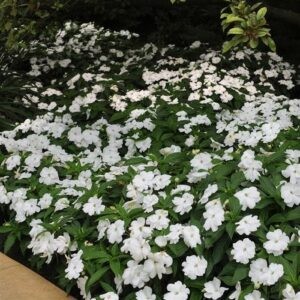 Impatiens New Guinea White - 1Ltr