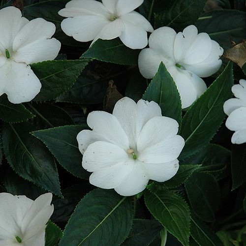 Impatiens New Guinea White - 1Ltr - Image 2