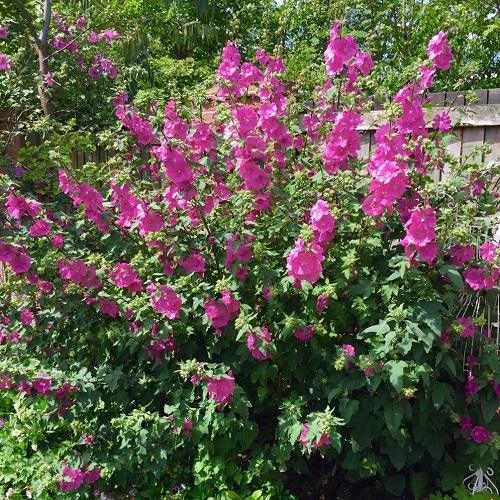 Lavatera Bredon Spring, Tree Mallow - Pb3