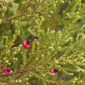 Lepidothamnus intermedium, Yellow Silver Pine - Pb8