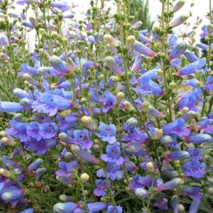 Penstemon Electric Blue - Pot