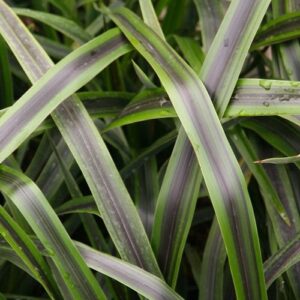 Phormium c. Liquorice And Lime - 2.5Ltr