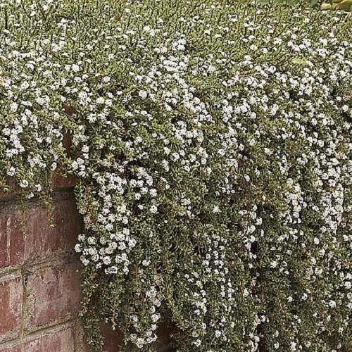 Pimelea Anatoki Blue - Pot - Image 3