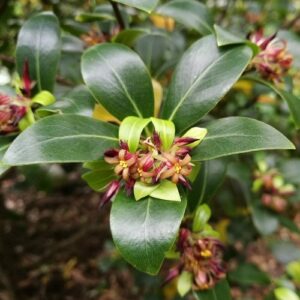 Pittosporum cornifolium, Tawhirikaro - Pb12