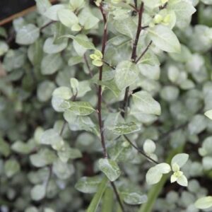 Pittosporum Oliver Twist - Pb40 (1.8m/2m)