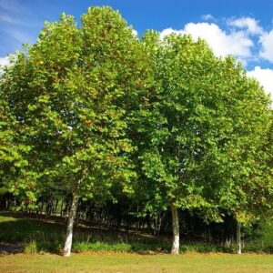 Platanus hispanica, London Plane - Pb28 (150/300)