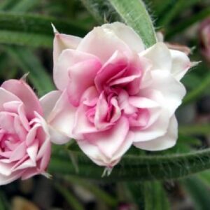 Rhodohypoxis Hope - 1.3Ltr