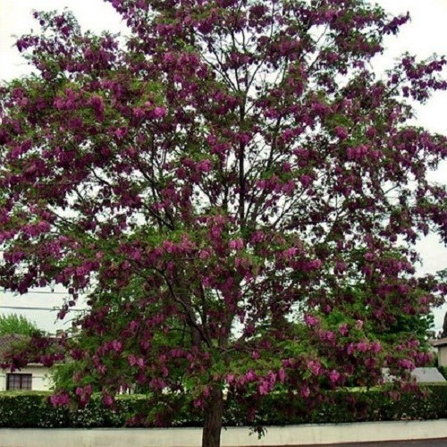 Robinia pseudoacacia 'Casque Rouge' - Northern Irelands Specialist Tree  Nursery