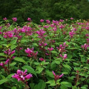 Salvia involucrata, Roseleaf Sage - 1.9Ltr