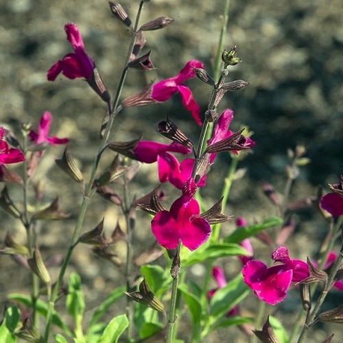 Salvia Dark Dancer, Autumn Sage - Pb5
