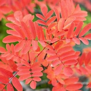 Sorbus Autumn Glow - Pb18 (2.5m/3m)
