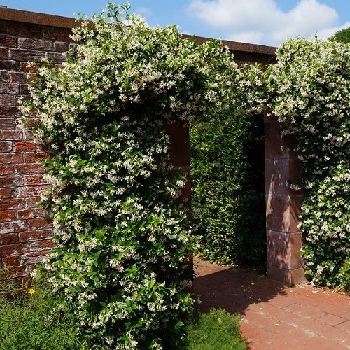 Trachelospermum Jasminoides Star Jasmine Pb3 Greenleaf Nurseries