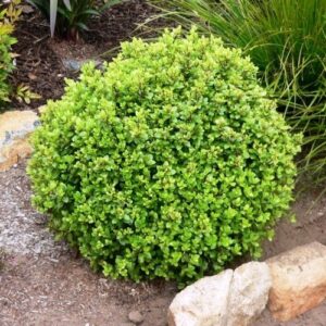 Pittosporum Frankies Folly - 5Ltr