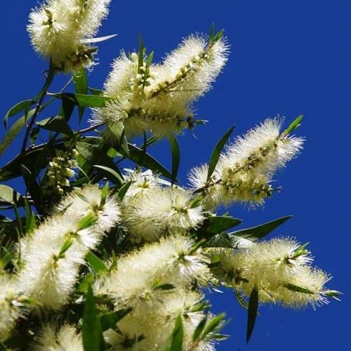 CALLISTEMON WHITE ANZAC 