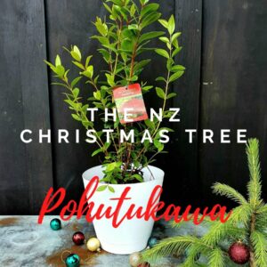 NZ Christmas Tree Pohutukawa