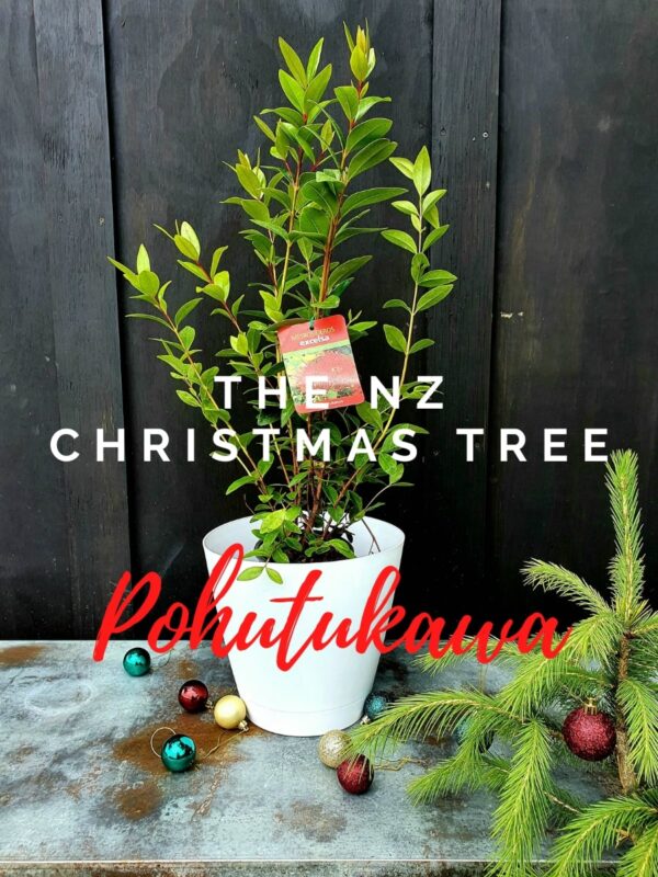 NZ Christmas Tree Pohutukawa