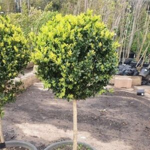 Buxus sempervirens, Sphere Topiary - 10Ltr