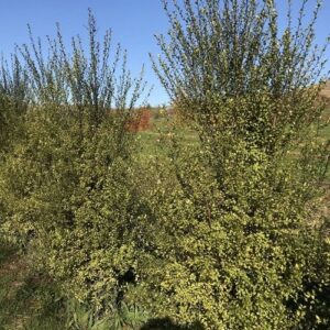 Pittosporum Lighten Up - Pot