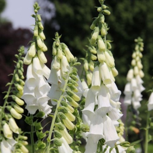 Digitalis alba, Foxglove White Greenleaf Nurseries