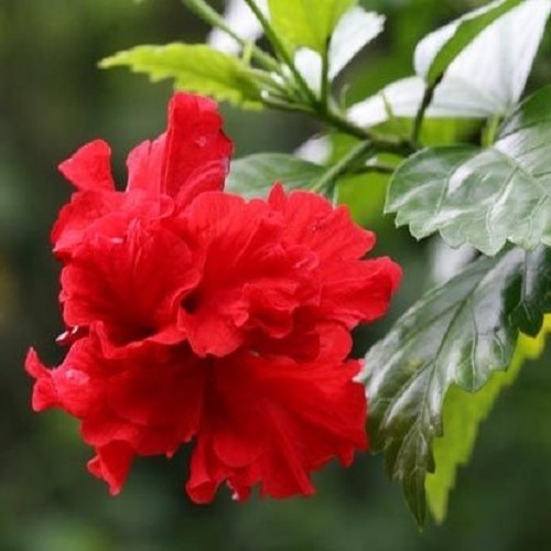 Hibiscus lambertii - 2.5Ltr