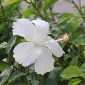 Hibiscus Snow White - 2.5Ltr