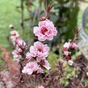 Leptospermum Blossom, Manuka - Pot