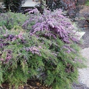 Leptospermum Pageant, Tea Tree - 3.3Ltr