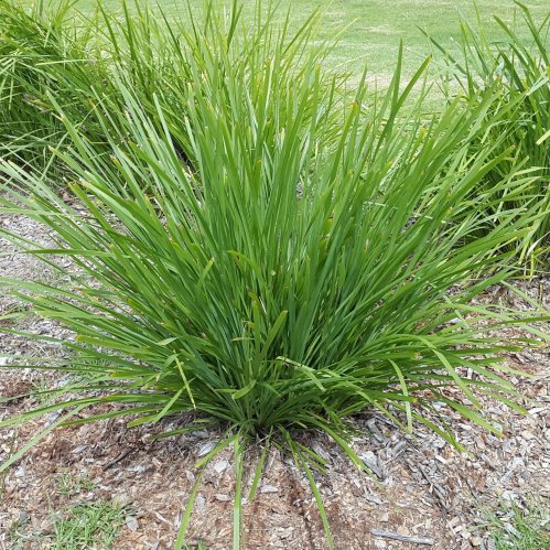 Lomandra longifolium, Basket Grass - Pot