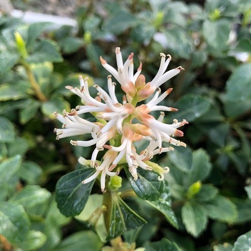 Pachysandra Green Sheen, Japanese Spurge - 1.5Ltr - Image 2