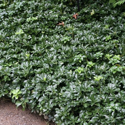 Pachysandra Green Sheen, Japanese Spurge - 1.5Ltr