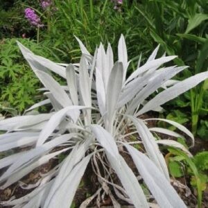 Senecio Bella Grigio - 2.4Ltr