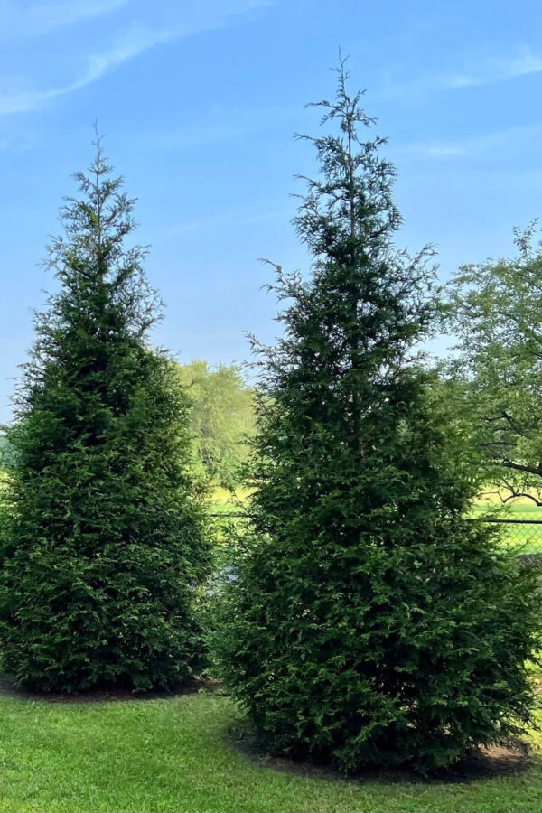 Thuja Plicata- Western Red Cedar - Image 4