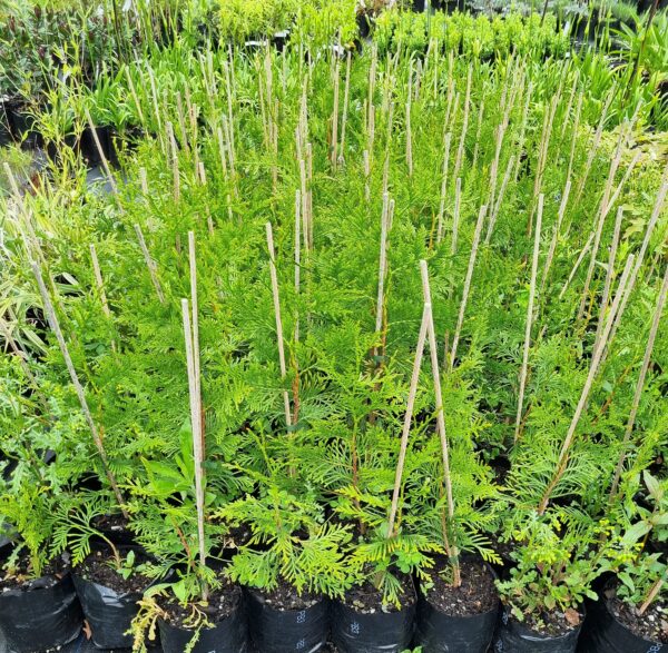 Thuja Plicata- Western Red Cedar - Image 3