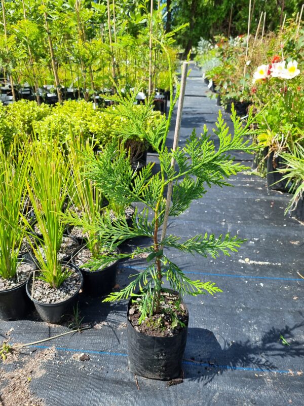 Thuja Plicata- Western Red Cedar - Image 2