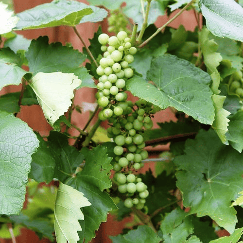 Grape Himrod, seedless - Pb5 - Image 4