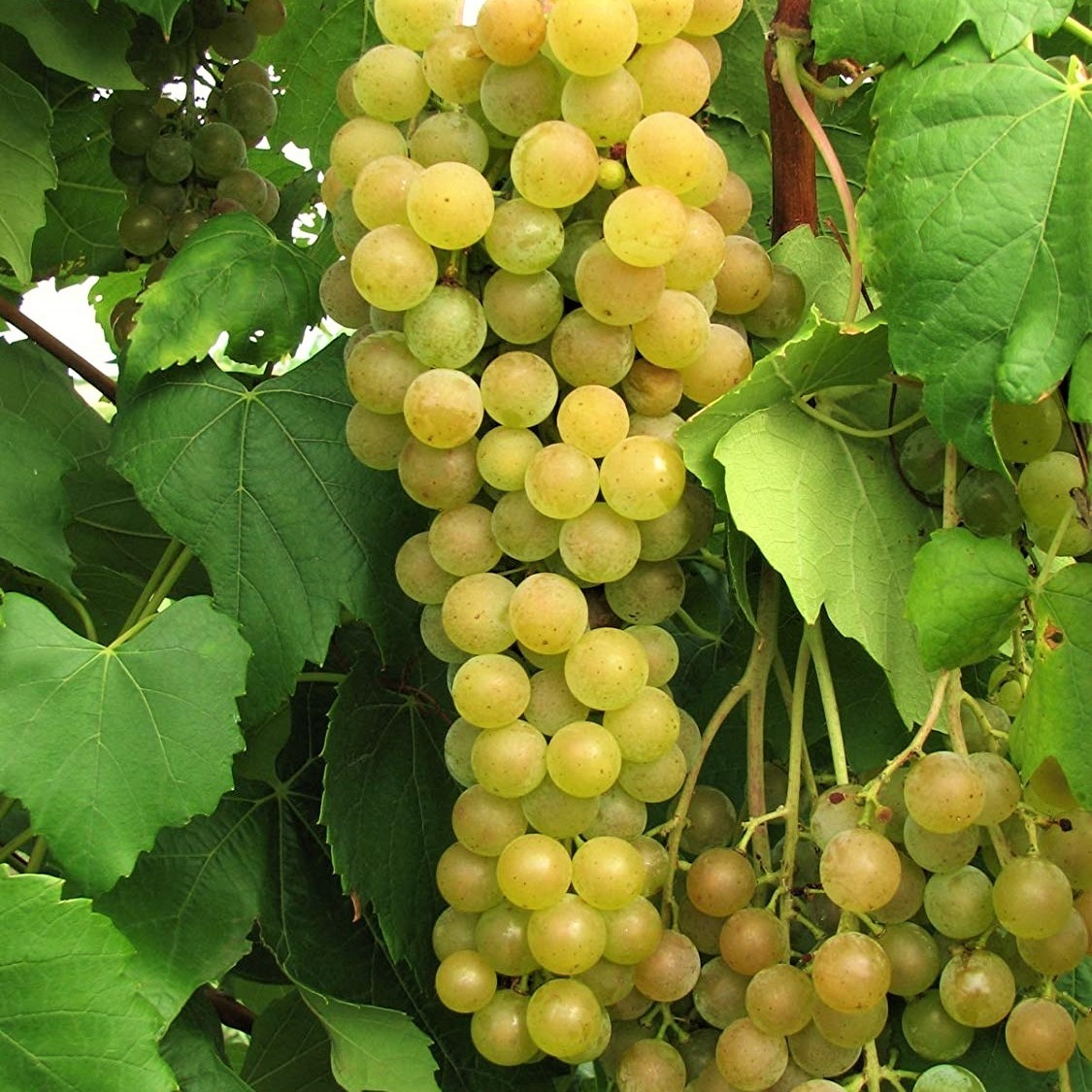 Grape Himrod, seedless - Pb5 - Image 2