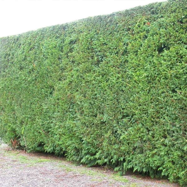 Thuja Plicata- Western Red Cedar