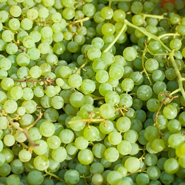 Grape Himrod, seedless - Pb5 - Image 3