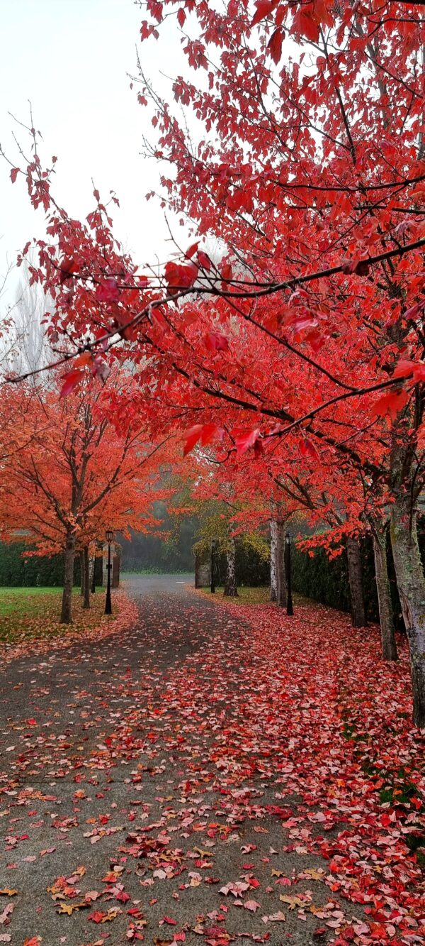 Acer rubrum, Red Maple - Pb18/28 - Image 2